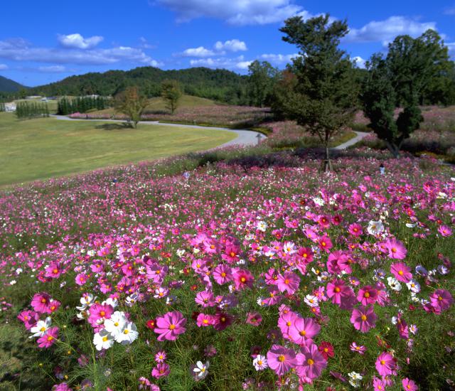 国営讃岐まんのう公園